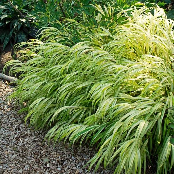 Ornamental Grass: Hakonechloa Macra 'Aureola' 4 Ornamental Grass: Hakonechloa Macra 'Aureola' - Image 2