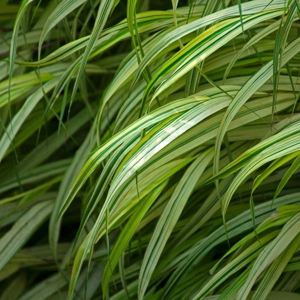 Ornamental Grass: Hakonechloa Macra 'Aureola' 5 Ornamental Grass: Hakonechloa Macra 'Aureola' - Image 3
