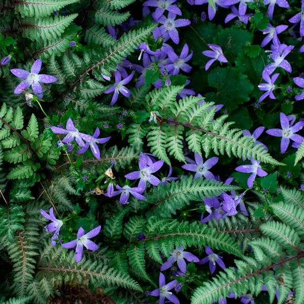 Campanula Poscharskyana 'Blue Gown' 5 Campanula Poscharskyana 'Blue Gown' - Image 3