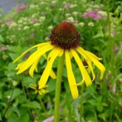 Echinacea Paradoxa -Planticaa Sales Store x600 36101