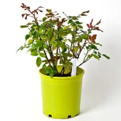 Rose At Last® -Planticaa Sales Store x600 36116