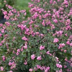 Symphoricarpos Proud Berry® -Planticaa Sales Store x600 36188