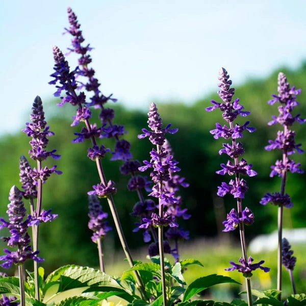 Sun & Sky Annual Collection 4 Sun & Sky Annual Collection - Image 2