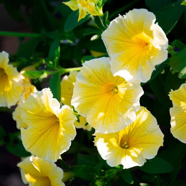 Sun & Sky Annual Collection 5 Sun & Sky Annual Collection - Image 3