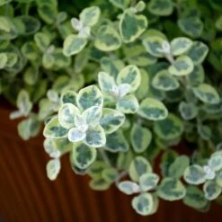 Sun & Sky Annual Collection 11 Sun & Sky Annual Collection -Planticaa Sales Store x600 36227