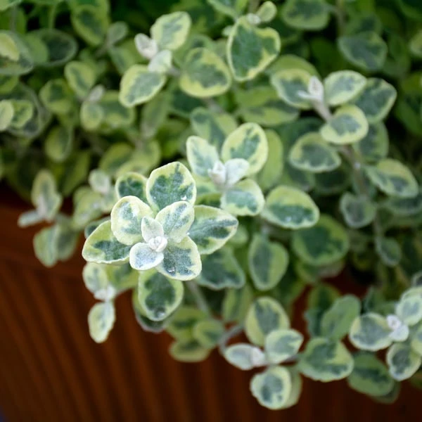 Sun & Sky Annual Collection 6 Sun & Sky Annual Collection - Image 4