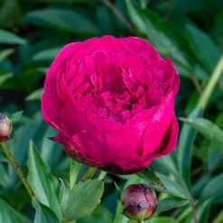 Peony 'Kansas' -Planticaa Sales Store x600 36298