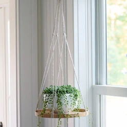 Senecio String Of Pearls In White Fiberstone Bowl -Planticaa Sales Store x600 36299