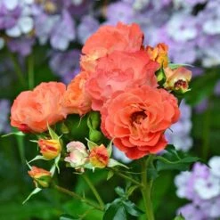 Rose Easy Elegance® Coral Cove -Planticaa Sales Store x600 36305