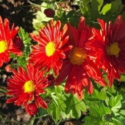 Chrysanthemum 'Pumpkin Igloo' -Planticaa Sales Store x600 36317