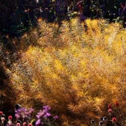 Amsonia Hubrichtii -Planticaa Sales Store x600 36413