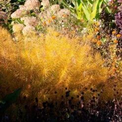 Amsonia Hubrichtii -Planticaa Sales Store x600 36414