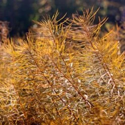 Amsonia Hubrichtii -Planticaa Sales Store x600 36415