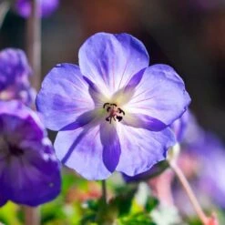 Geranium Rozanne® -Planticaa Sales Store x600 36421