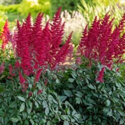 Astilbe X Arendsii 'Fanal' -Planticaa Sales Store x600 36483