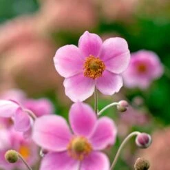 Anemone X Hybrida 'Robustissima' 12 Anemone X Hybrida 'Robustissima' -Planticaa Sales Store x600 36487