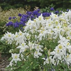 Aquilegia 'Dove' -Planticaa Sales Store x600 36511