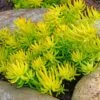 Sedum Rupestre 'Angelina' -Planticaa Sales Store x600 36523