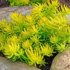 Sedum Rupestre 'Angelina'