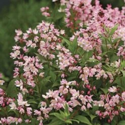 Deutzia Yuki Cherry Blossom® 9 Deutzia Yuki Cherry Blossom® -Planticaa Sales Store x600 36532