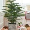 Norfolk Island Pine In Rope Basket