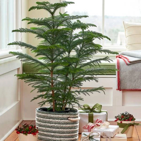 Norfolk Island Pine In Rope Basket 3 Norfolk Island Pine In Rope Basket