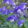 Aquilegia 'Blue Butterflies' -Planticaa Sales Store x600 36628