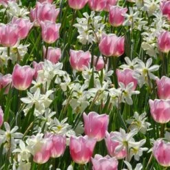 Narcissus 'Thalia' -Planticaa Sales Store x600 36660