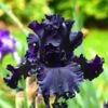 Iris Germanica 'All Night Long' -Planticaa Sales Store x600 36723