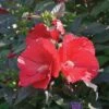 Hibiscus 'Midnight Marvel' -Planticaa Sales Store x600 36728