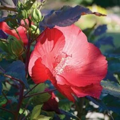 Hibiscus 'Midnight Marvel' -Planticaa Sales Store x600 36730