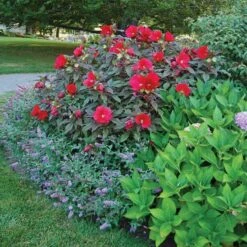 Hibiscus 'Midnight Marvel' -Planticaa Sales Store x600 36731