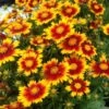 Coreopsis UpTick™ Gold & Bronze 1 Coreopsis UpTick™ Gold & Bronze -Planticaa Sales Store x600 36762