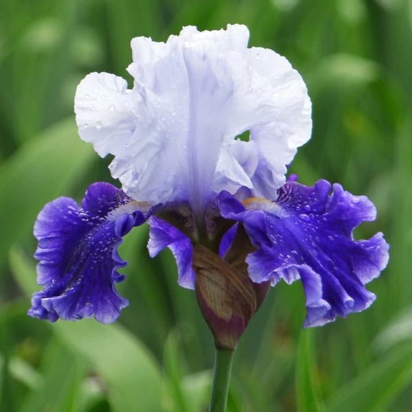 Iris Germanica 'Drifting' 4 Iris Germanica 'Drifting' - Image 2