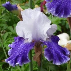 Iris Germanica 'Drifting' 8 Iris Germanica 'Drifting' -Planticaa Sales Store x600 36765