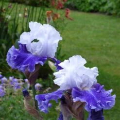 Iris Germanica 'Drifting' 9 Iris Germanica 'Drifting' -Planticaa Sales Store x600 36766