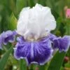 Iris Germanica 'Tillamook Bay' - Reblooming -Planticaa Sales Store x600 36772