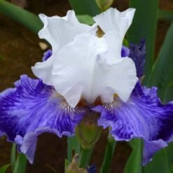Iris Germanica 'Tillamook Bay' - Reblooming -Planticaa Sales Store x600 36774