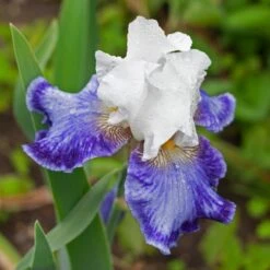 Iris Germanica 'Tillamook Bay' - Reblooming -Planticaa Sales Store x600 36775