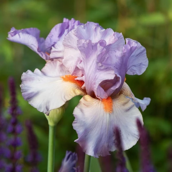 Iris Germanica 'Snappy Dresser' 4 Iris Germanica 'Snappy Dresser' - Image 2