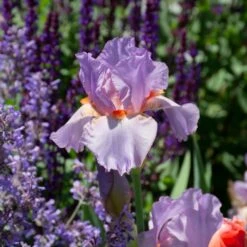 Iris Germanica 'Snappy Dresser' 11 Iris Germanica 'Snappy Dresser' -Planticaa Sales Store x600 36790
