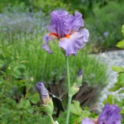 Iris Germanica 'Snappy Dresser' 12 Iris Germanica 'Snappy Dresser' -Planticaa Sales Store x600 36791