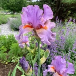 Iris Germanica 'Snappy Dresser' 13 Iris Germanica 'Snappy Dresser' -Planticaa Sales Store x600 36792