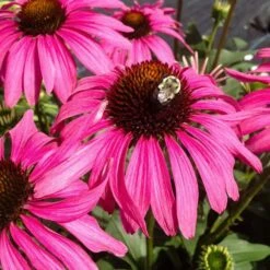 Echinacea Butterfly™ 'Purple Emperor' -Planticaa Sales Store x600 36796