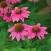 Echinacea Purpurea PowWow® Wild Berry -Planticaa Sales Store x600 36797