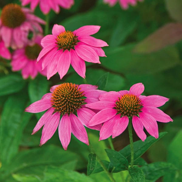 Echinacea Purpurea PowWow® Wild Berry 3 Echinacea Purpurea PowWow® Wild Berry