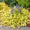 Ajuga Feathered Friends® 'Parrot Paradise' -Planticaa Sales Store x600 36863