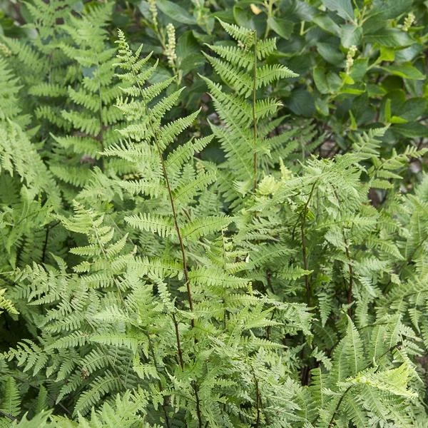 Athyrium Filix-femina - Lady Fern 7 Athyrium Filix-femina - Lady Fern - Image 5