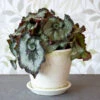 Begonia 'Escargot' In Farnham Pot And Saucer 2 Begonia 'Escargot' In Farnham Pot And Saucer -Planticaa Sales Store x600 36979