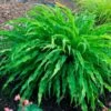 Hosta 'Party Streamers' -Planticaa Sales Store x600 37069